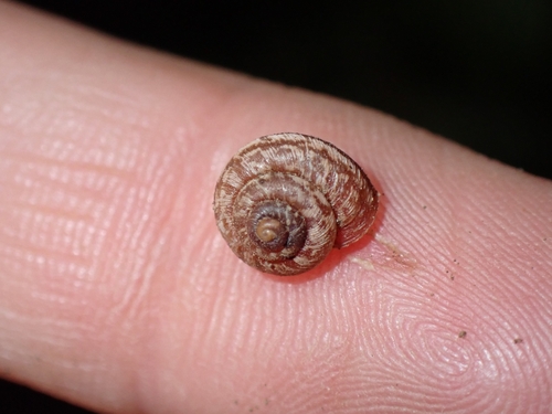Xerotricha orbignii