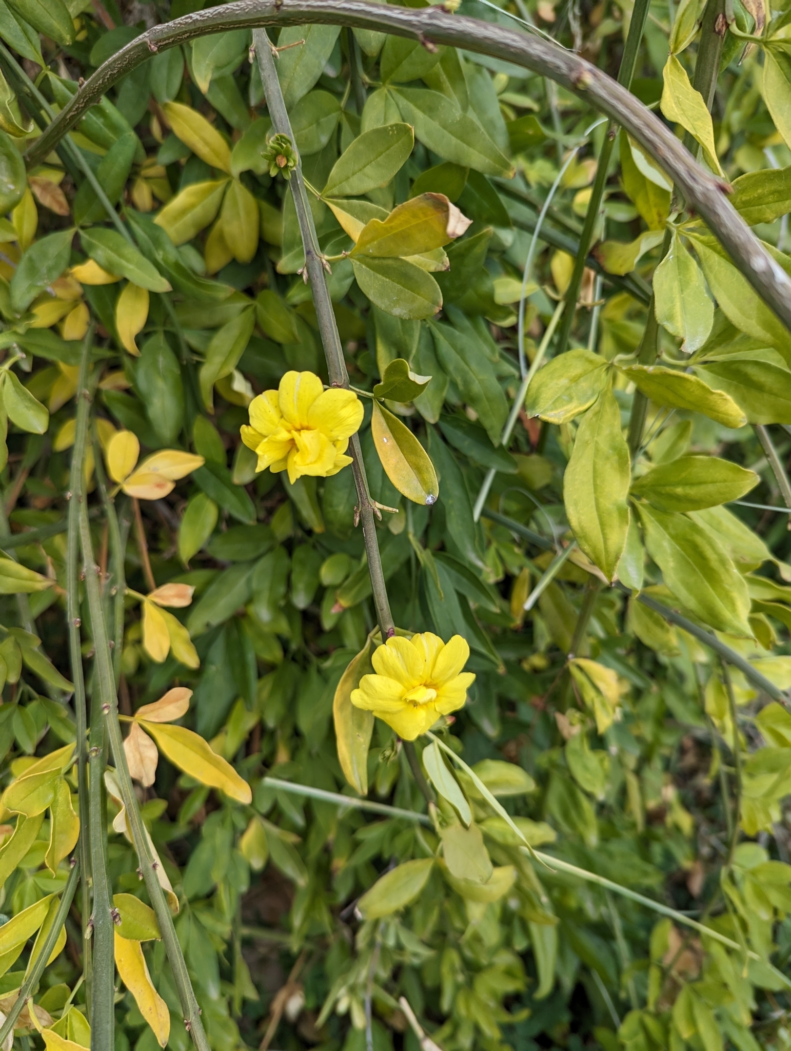 Imagem de Jasmim-amarelo