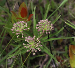 Asclepias longifolia