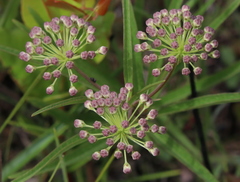 Asclepias longifolia