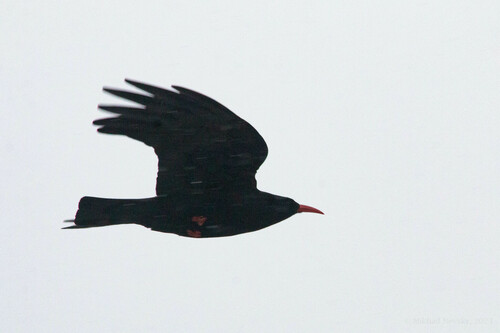 Chova piquirroja (Pyrrhocorax pyrrhocorax)