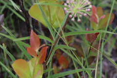 Asclepias longifolia