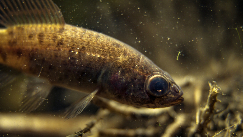 European Mudminnow