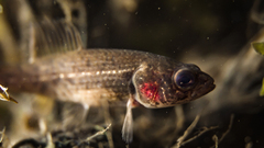 European Mudminnow photo 2