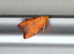 Pycnozancla acribes
