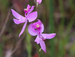 Calopogon pallidus