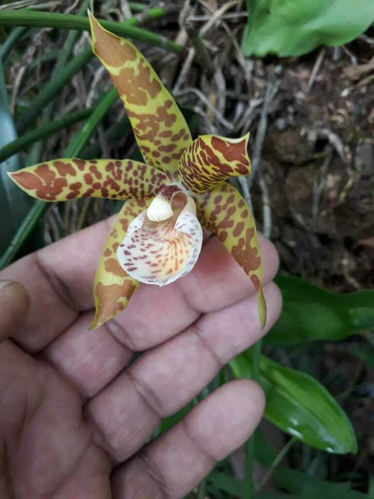 Scuticaria hadwenii