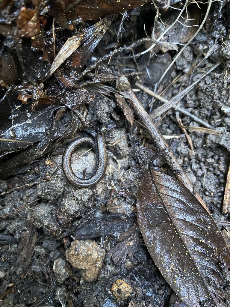 California Slender Salamander from Presidio, San Francisco, CA, US on