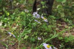 Aster incisus