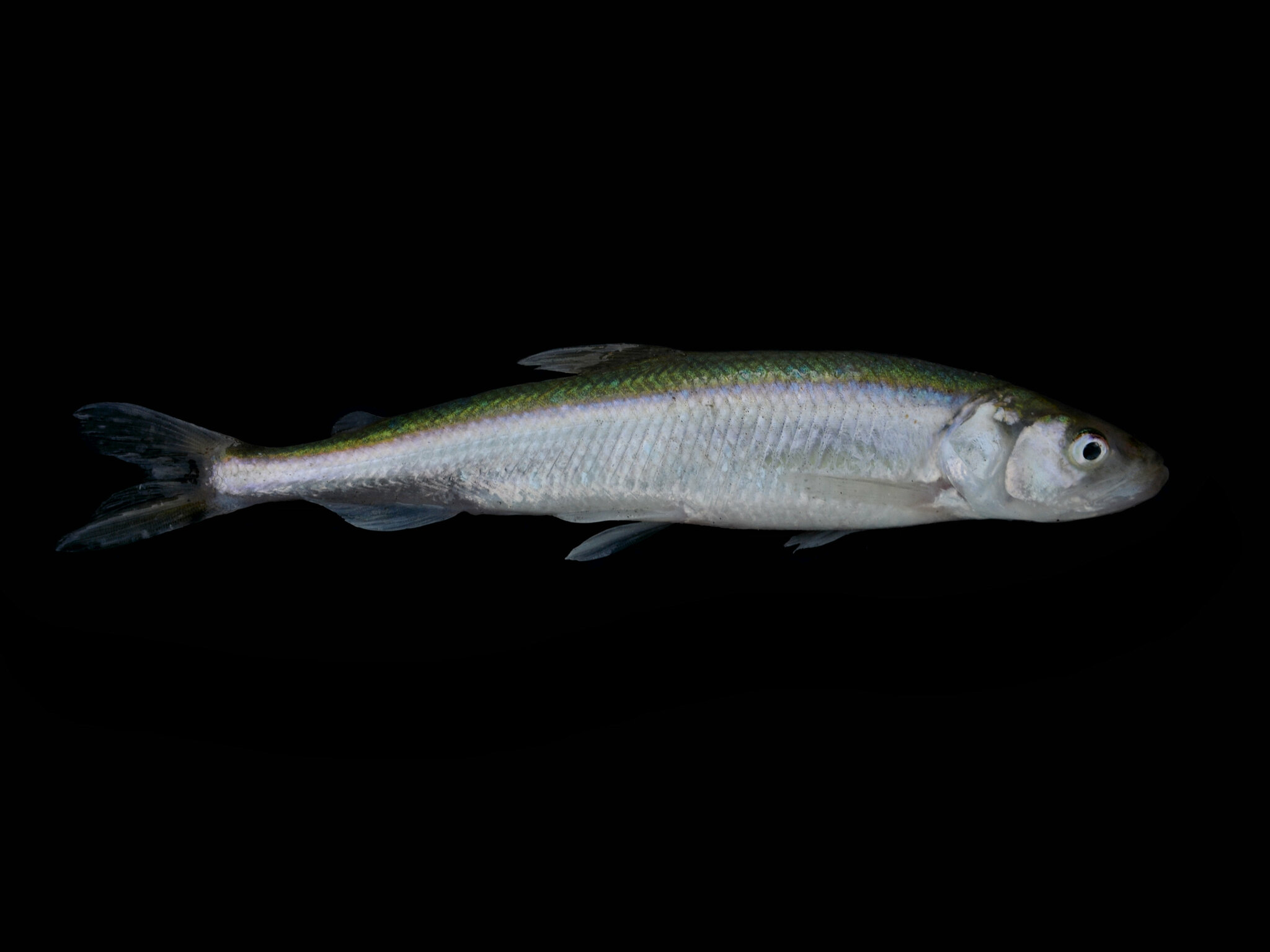 Introduced European smelt (Osmerus eperlanus) affects food web and fish  community in a large Norwegian lake