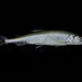 European Smelt - Photo (c) Hans Hillewaert, some rights reserved (CC BY-NC-ND)
