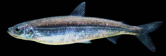Vendace photo 3