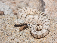 Southwestern Speckled Rattlesnake photo 2