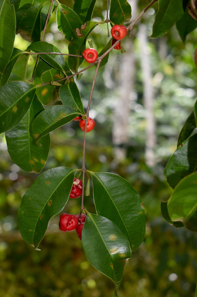 Syzygium claviflorum (Syzygium claviflorum)
