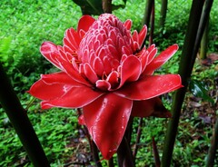 Etlingera elatior image