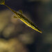 Sea Stickleback - Photo (c) Peter Corbett, some rights reserved (CC BY)