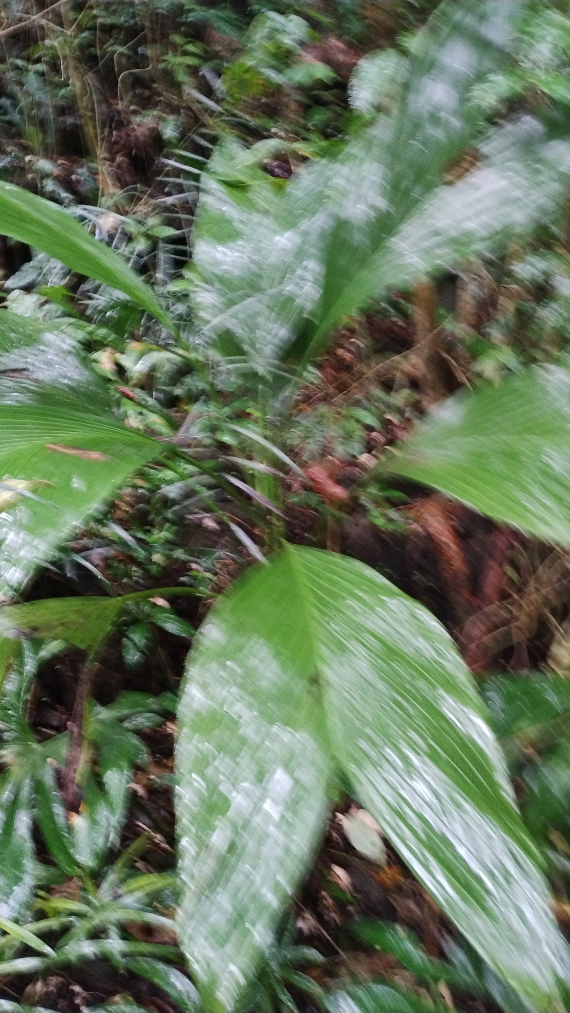 Imagem de Pacová