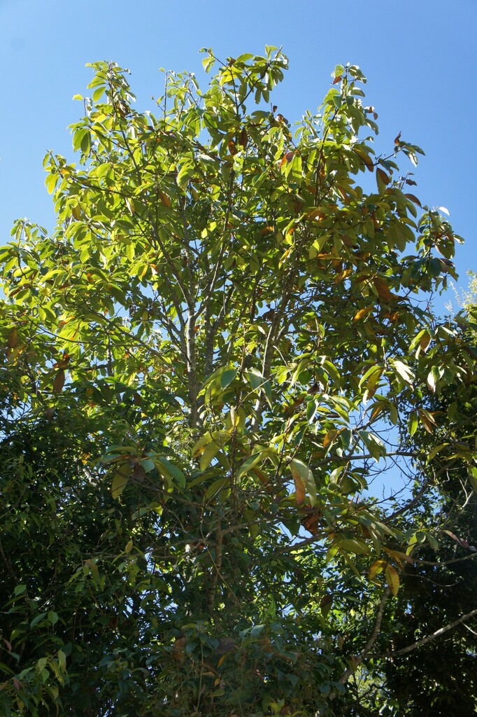 Magnolia caveana (Magnolia caveana)