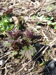 Urtica platyphylla
