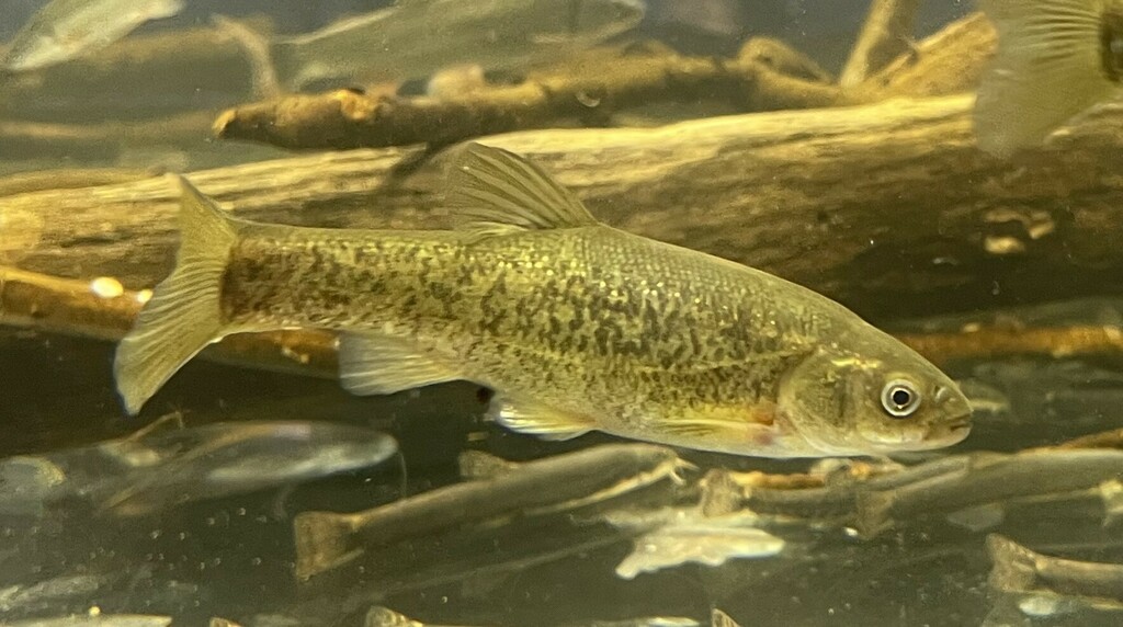 Lake Minnow