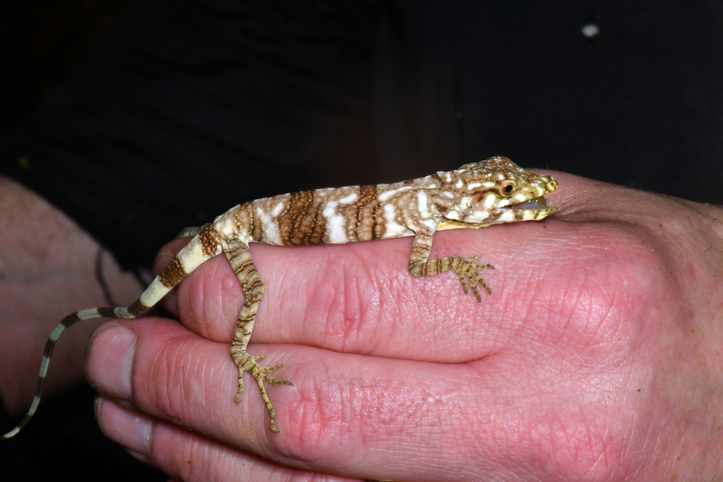 Mount Sapo Giant Anole