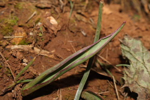 Foto de Tulipa