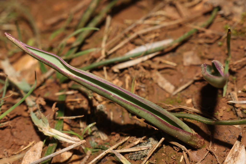 Foto de Tulipa
