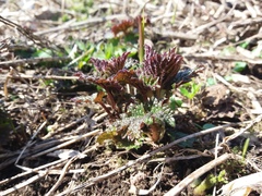 Urtica platyphylla