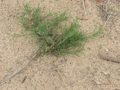 Polygonella americana