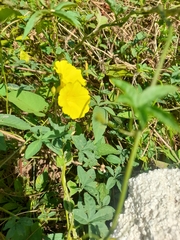 Camonea umbellata image