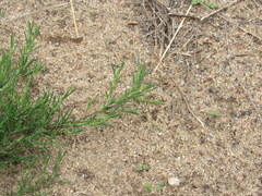 Polygonella americana