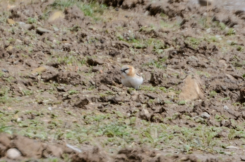 Rufous-necked Snowfinch (Pyrgilauda ruficollis), photo 10