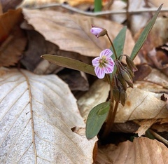 Claytonia