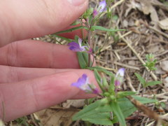 Collinsia violacea