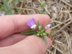 Collinsia violacea
