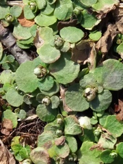 Chrysosplenium kamtschaticum