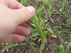 Lithospermum canescens