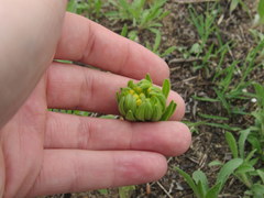 Lithospermum canescens