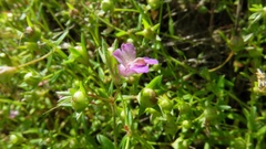 Collinsia sparsiflora