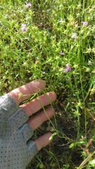 Collinsia sparsiflora