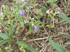 Collinsia violacea