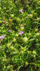 Collinsia sparsiflora