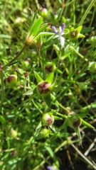 Collinsia sparsiflora