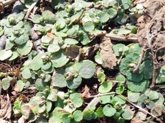 Chrysosplenium kamtschaticum