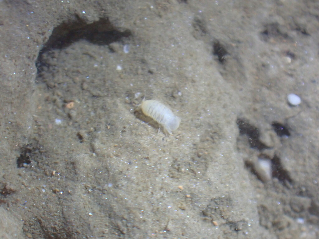 Faucheria