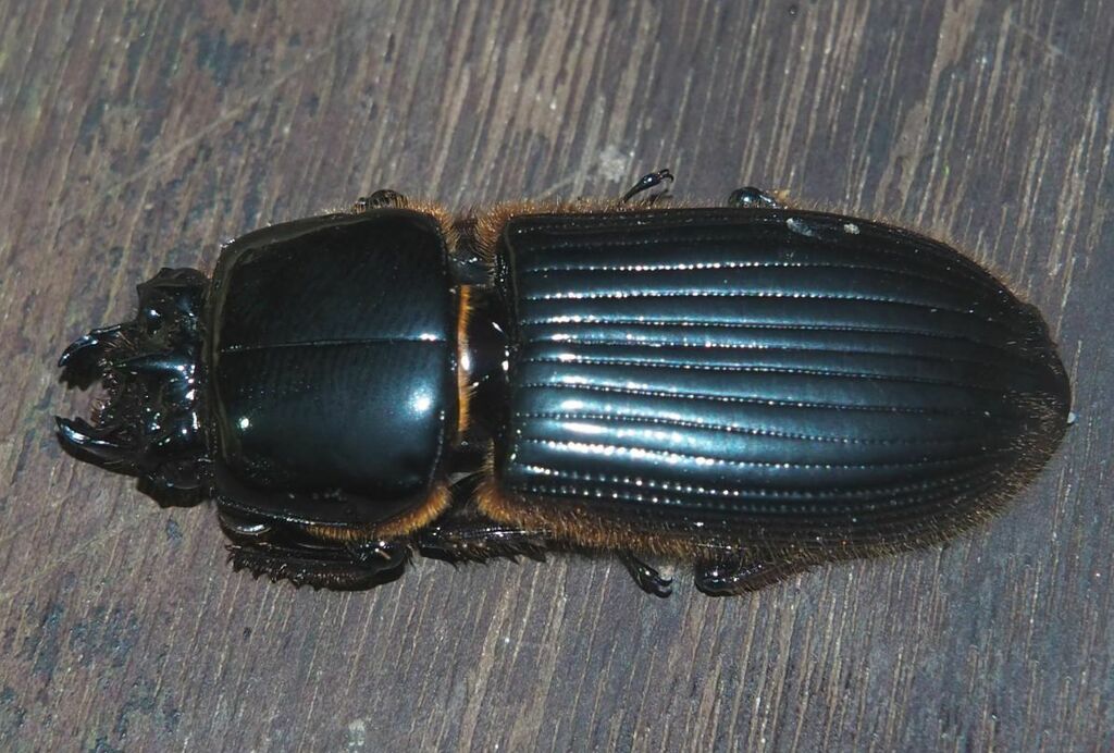 Passalus unicornis
