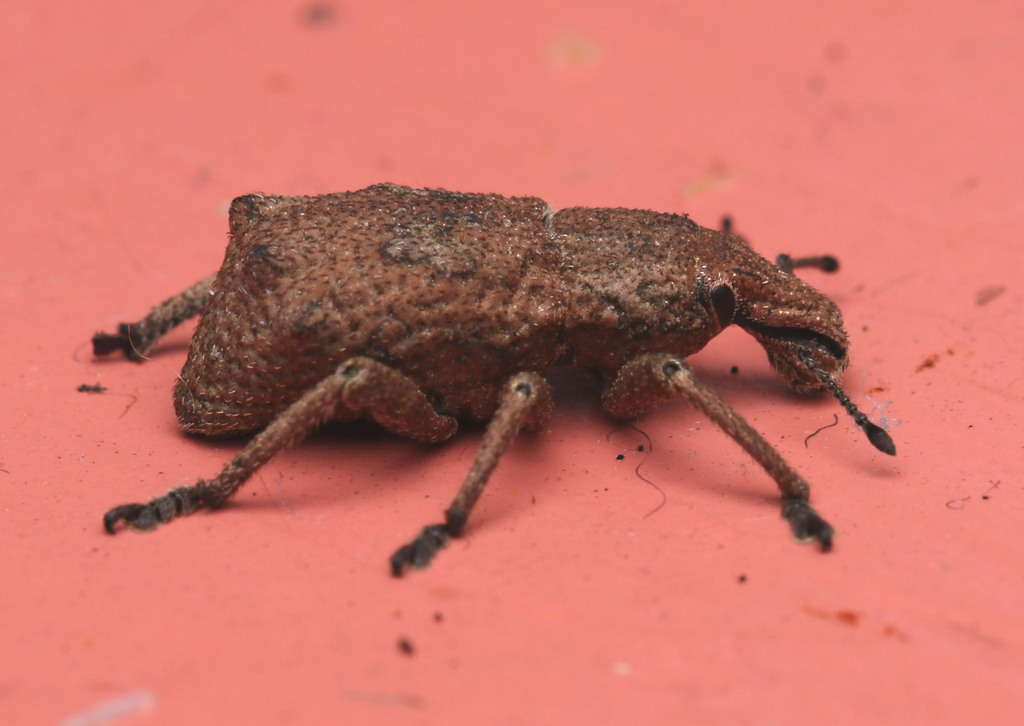 Amnemus in January 2024 by juliegraham173 · iNaturalist