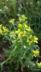 Erysimum repandum