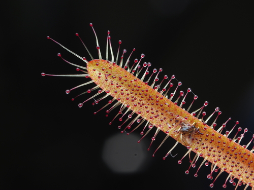 Drosera arcturi