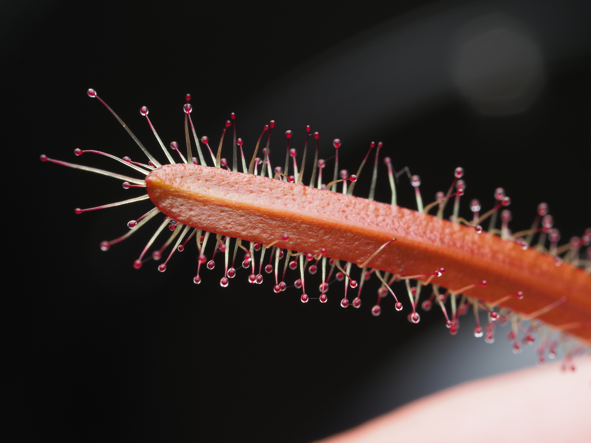 Drosera arcturi Hook. 2